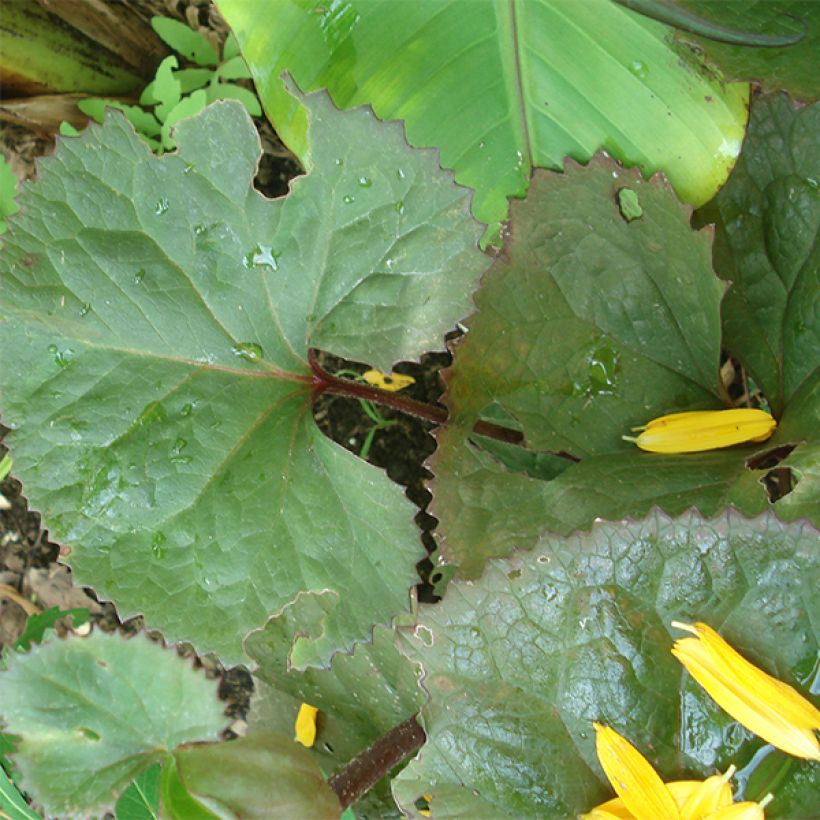 Ligularia Gregynog Gold - Goldkolben (Laub)