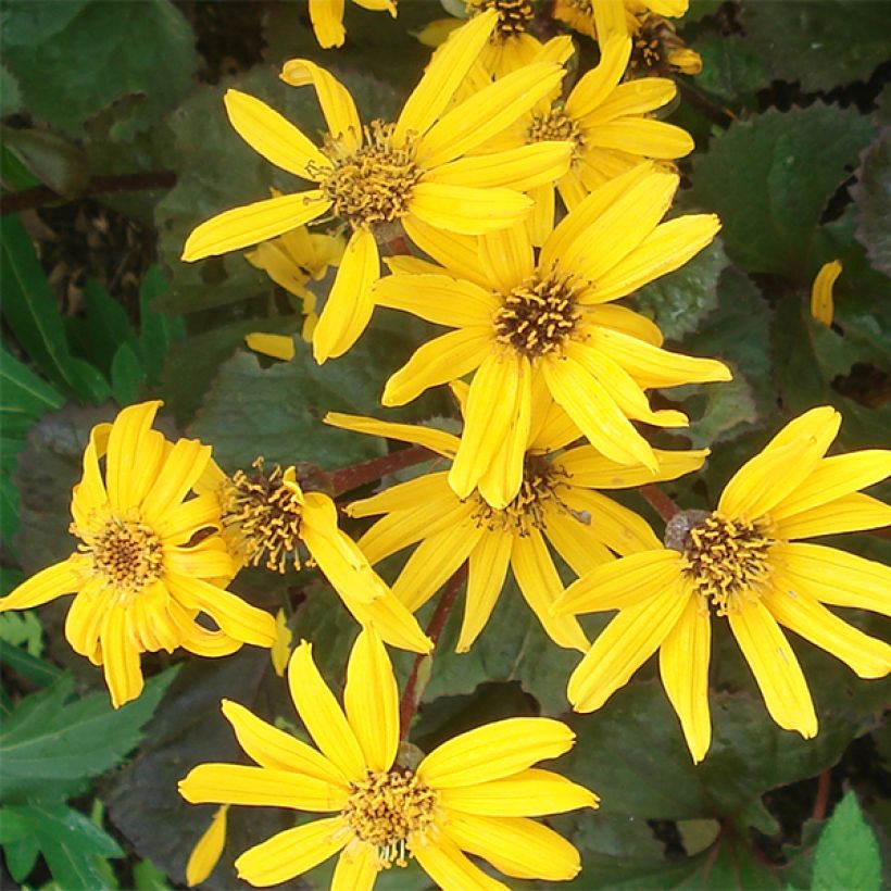 Ligularia Gregynog Gold - Goldkolben (Blüte)