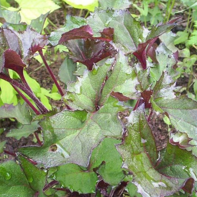 Ligularia Osiris Fantaisie - Goldkolben (Laub)