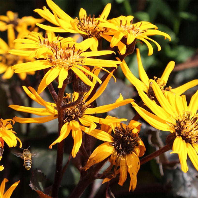 Ligularia dentata Britt-Marie Crawford - Strauß-Goldkolben (Blüte)