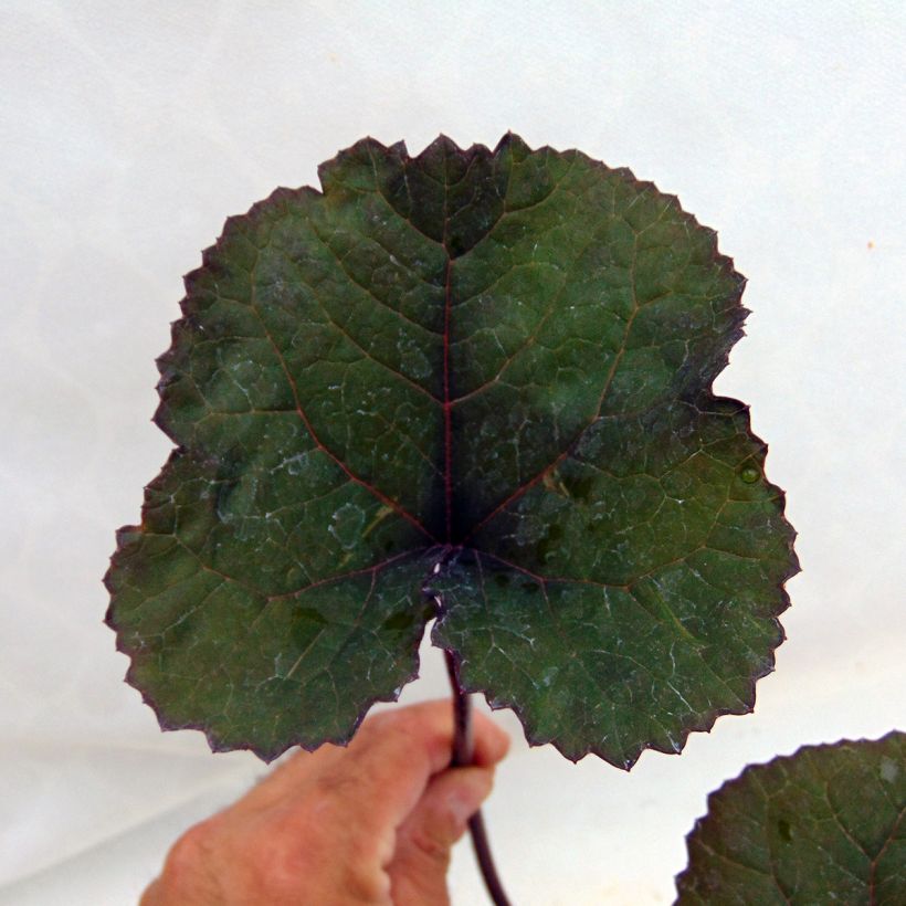 Ligularia dentata Britt-Marie Crawford - Strauß-Goldkolben (Laub)