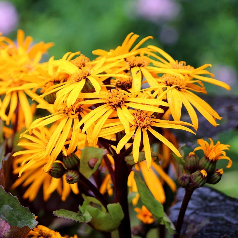 Ligularia dentata Dark Beauty - Strauß-Goldkolben (Blüte)