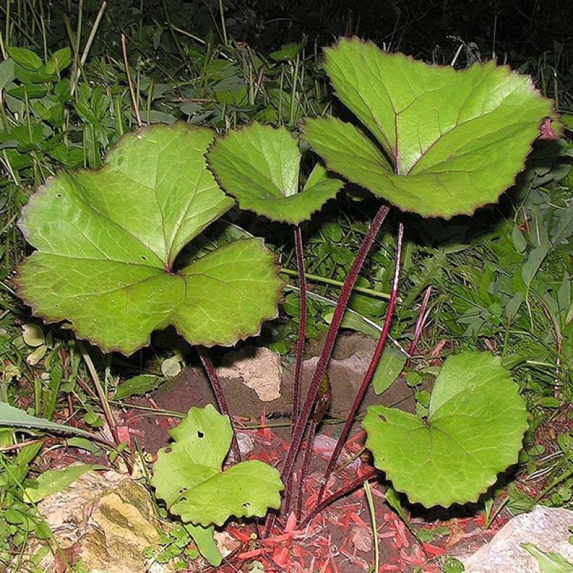 Ligularia dentata Desdemona - Strauß-Goldkolben (Laub)