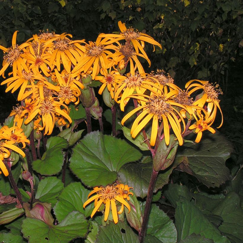 Ligularia dentata Desdemona - Strauß-Goldkolben (Blüte)