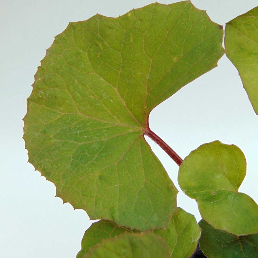 Ligularia dentata - Strauß-Goldkolben (Laub)