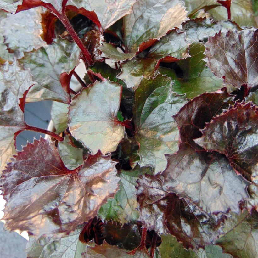 Ligularia dentata Pandora - Strauß-Goldkolben (Laub)