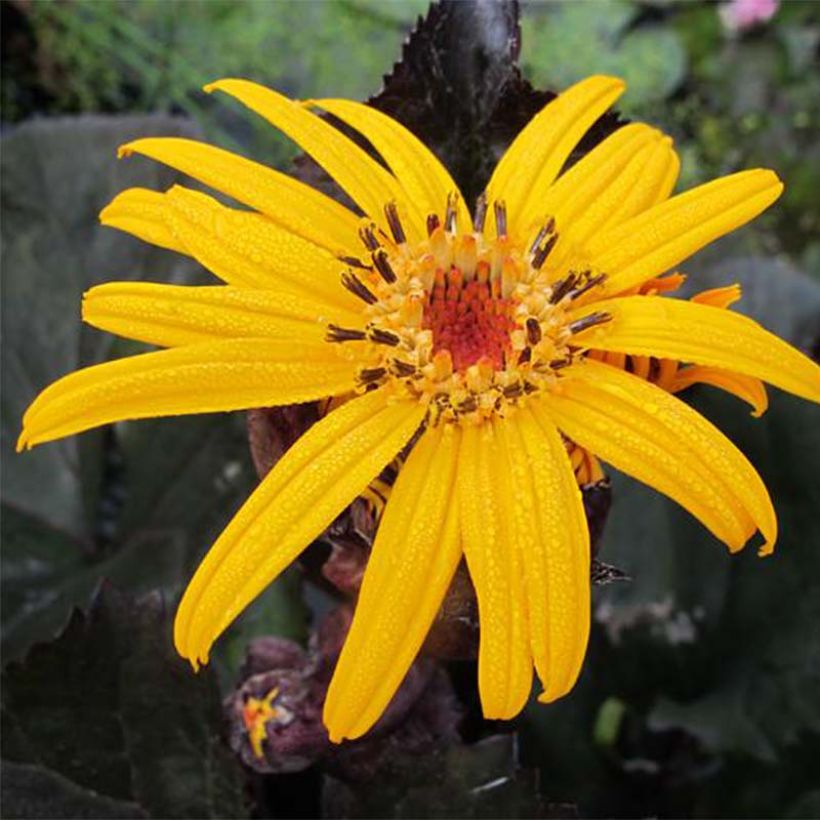 Ligularia dentata Pandora - Strauß-Goldkolben (Blüte)