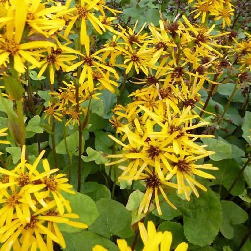 Ligularia hessei - Hesses-Goldkolben (Blüte)