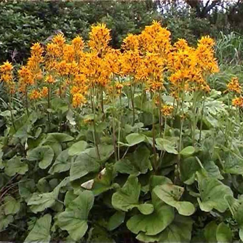 Ligularia hessei - Hesses-Goldkolben (Hafen)