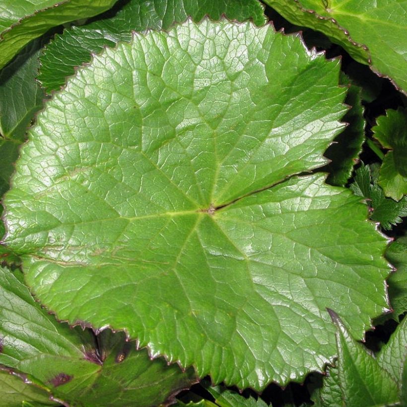 Ligularia hodgsonii - Goldkolben (Laub)