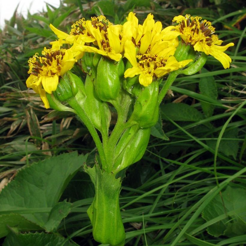 Ligularia hodgsonii - Goldkolben (Blüte)