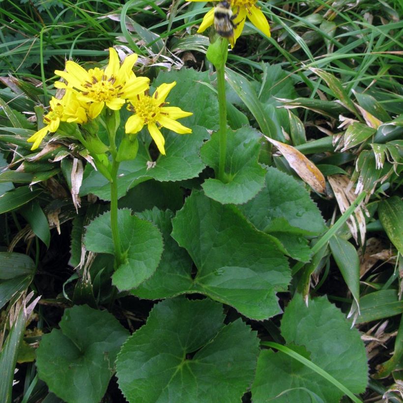 Ligularia hodgsonii - Goldkolben (Hafen)