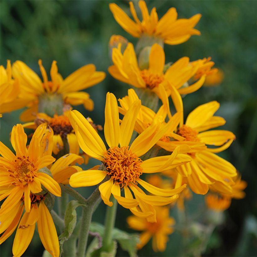 Ligularia palmatiloba - Palmblatt-Goldkolben (Blüte)