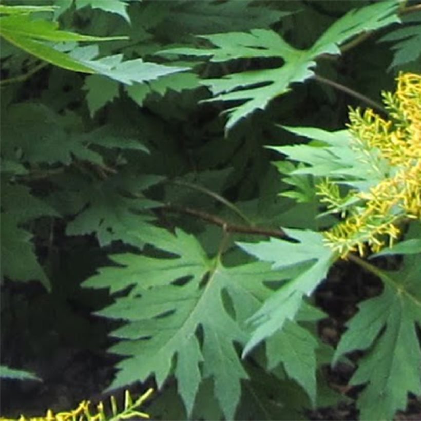 Ligularia tangutica - Goldkolben (Laub)