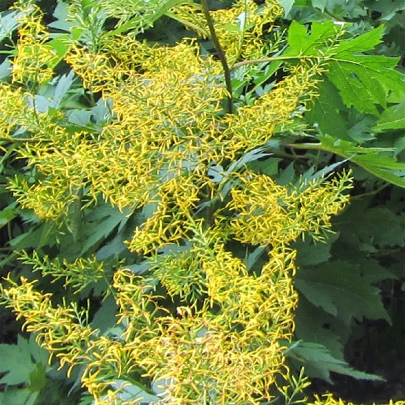 Ligularia tangutica - Goldkolben (Blüte)