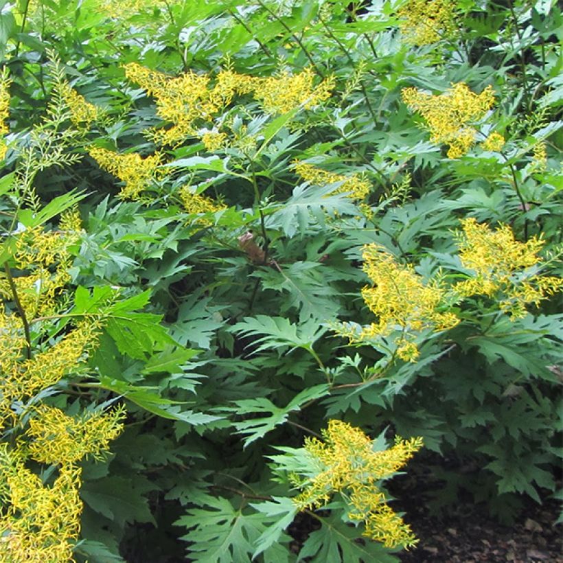 Ligularia tangutica - Goldkolben (Hafen)