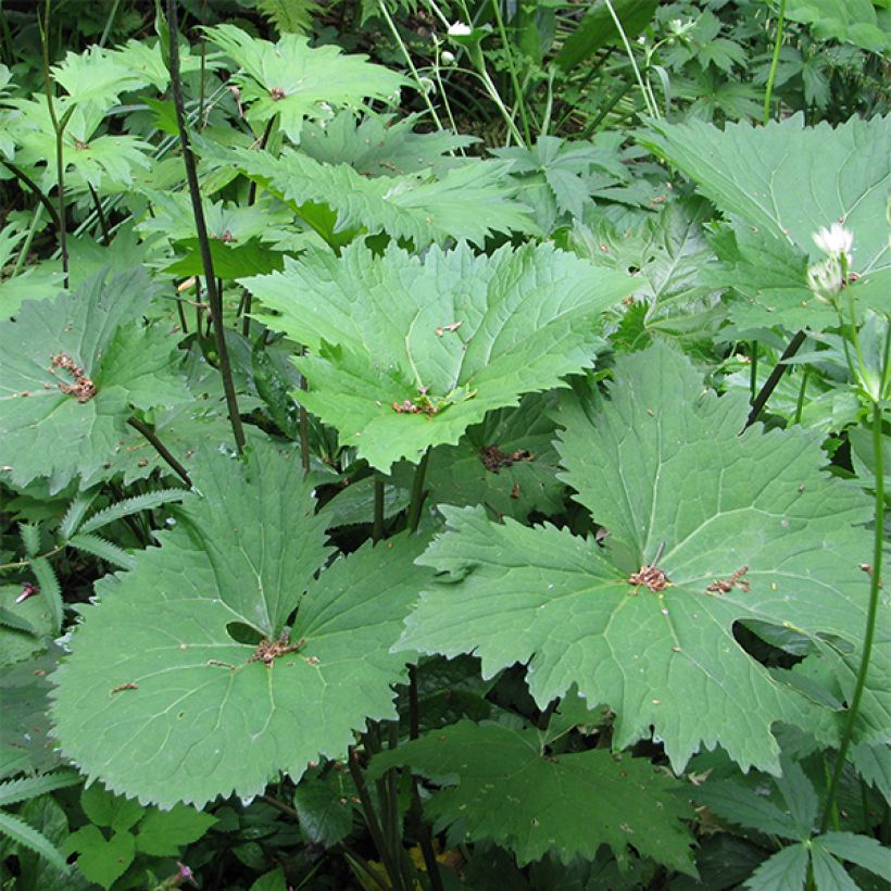 Ligularia veitchiana veitchiana - Goldkolben (Laub)