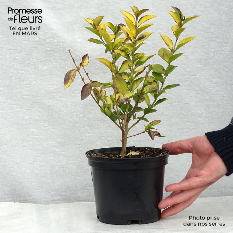 Exemplar von Troène doré - Ligustrum vicaryi 30/40cm en pot de 2L wie im Winter geliefert