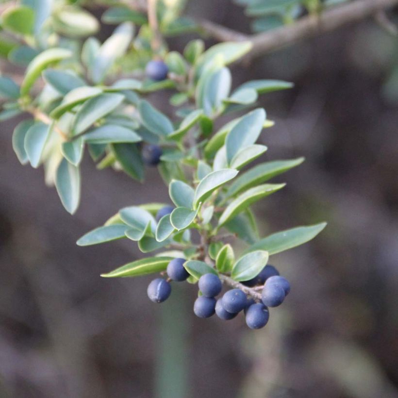 Delavays Liguster - Ligustrum delavayanum (Laub)