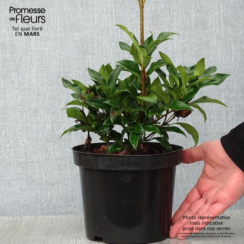 Exemplar von Ligustrum japonicum Green Century - Troène du Japon Pot de 2L/3L wie im Winter geliefert