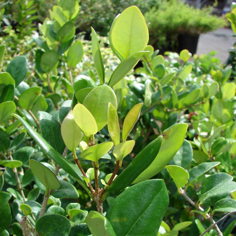 Japanischer Liguster Texanum - Ligustrum japonicum (Laub)