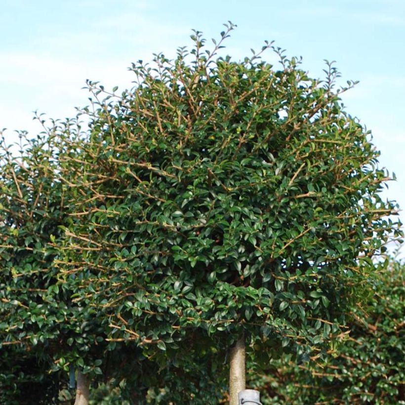 Liguster - Ligustrum jonandrum (Laub)