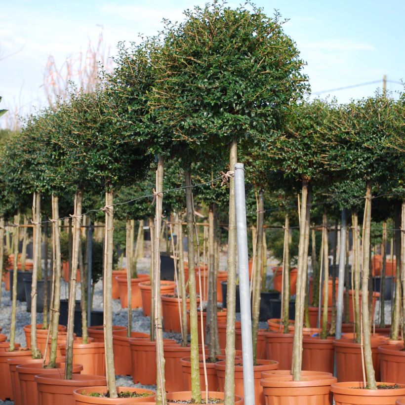 Liguster - Ligustrum jonandrum (Hafen)