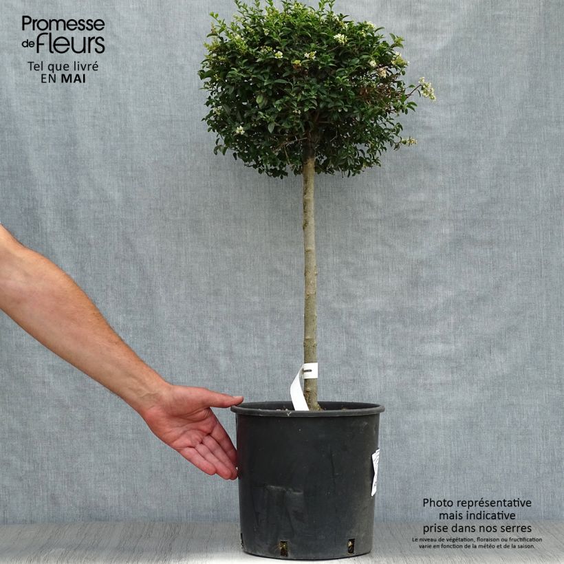 Exemplar von Liguster - Ligustrum jonandrum Topf mit 12L/15LGelieferte Höhe ca. 70/+cm wie im Frühjahr geliefert