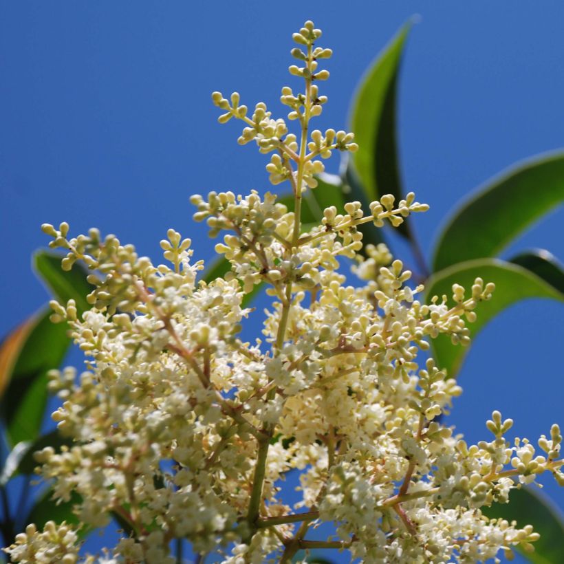 Glanz-Liguster - Ligustrum lucidum (Blüte)