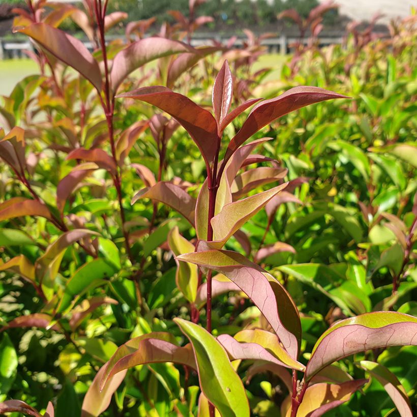 Glanz-Liguster Green Screen - Ligustrum lucidum (Laub)