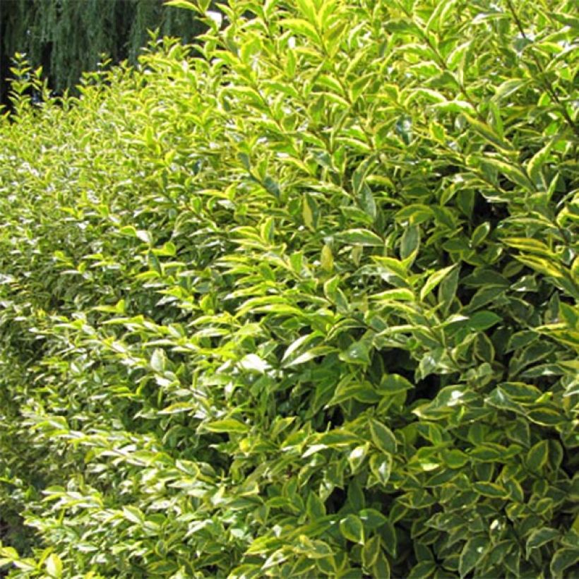 Goldliguster Aureum - Ligustrum ovalifolium (Laub)