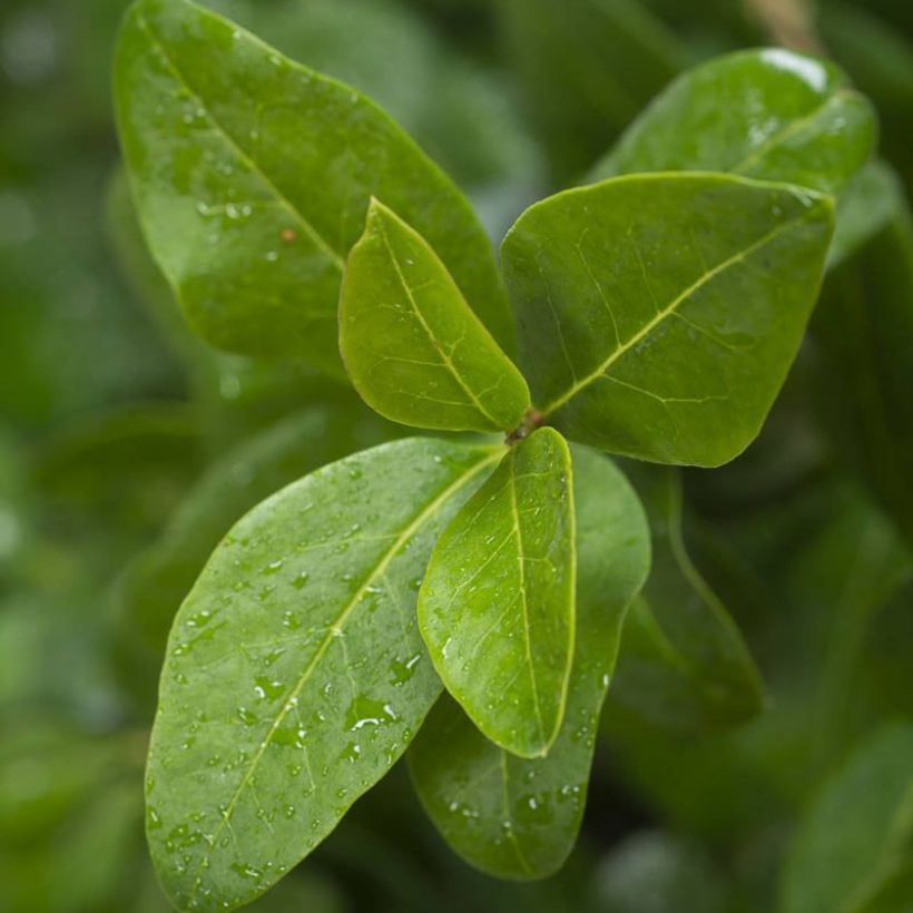 Ovalblättriger Liguster Green Diamond - Ligustrum ovalifolium (Laub)