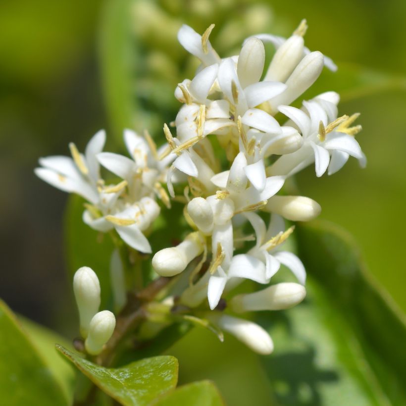 Ovalblättriger Liguster Green Diamond - Ligustrum ovalifolium (Blüte)