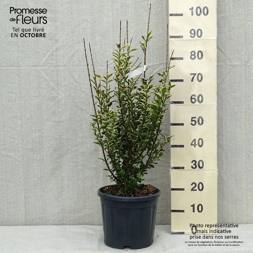 Exemplar von Troène doré - Ligustrum ovalifolium Aureum 80/100cm en pot de 10L wie im Herbst geliefert