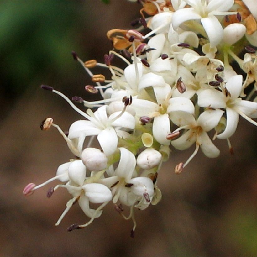 Chinesischer Liguster Eugene Clive - Ligustrum sinense (Blüte)