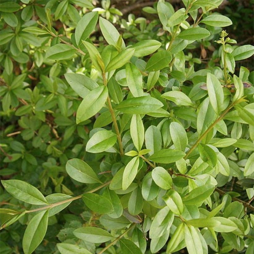 Schwarzgrüner Liguster Atrovirens - Ligustrum vulgare (Laub)