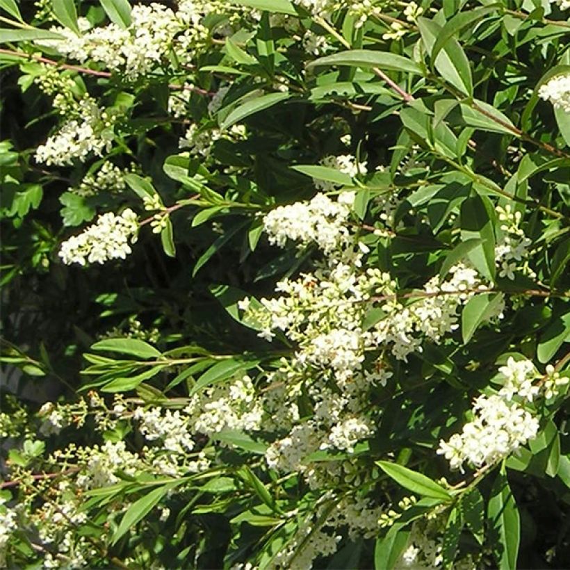 Zwergliguster Lodense - Ligustrum vulgare (Blüte)