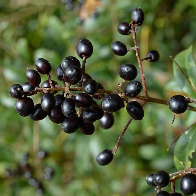 Zwergliguster Lodense - Ligustrum vulgare (Ernte)