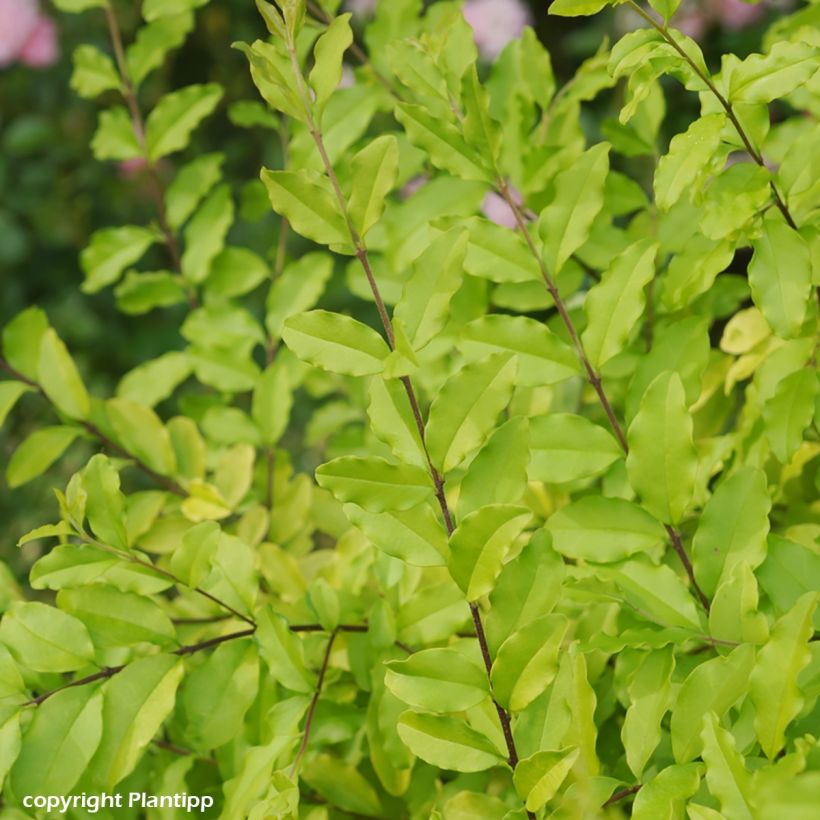 Chinesischer Liguster Sunshine - Ligustrum sinense (Laub)