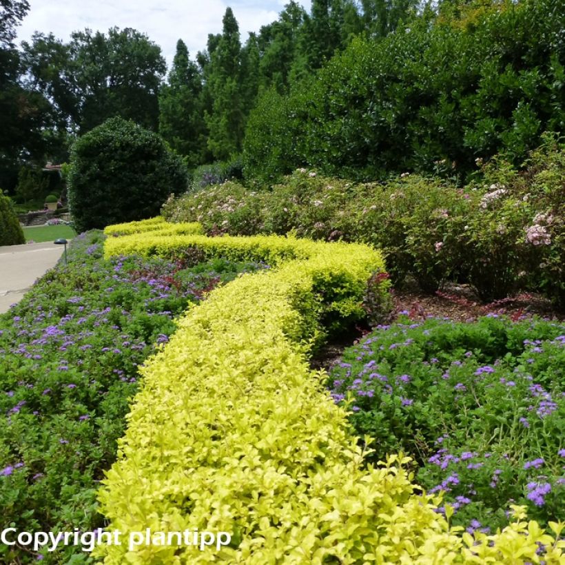 Chinesischer Liguster Sunshine - Ligustrum sinense (Hafen)