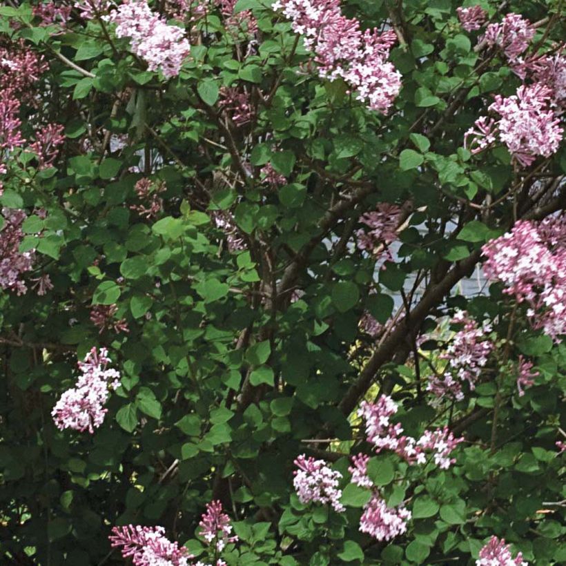 Syringa Pink Perfume - Zwerg-Duftflieder (Laub)