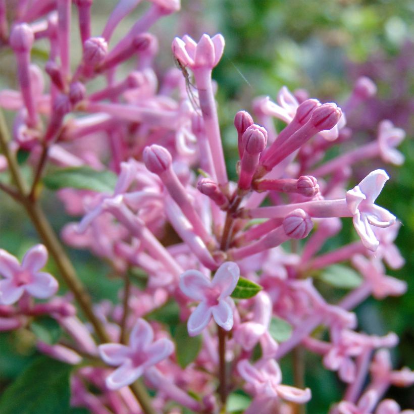 Syringa Pink Perfume - Zwerg-Duftflieder (Blüte)