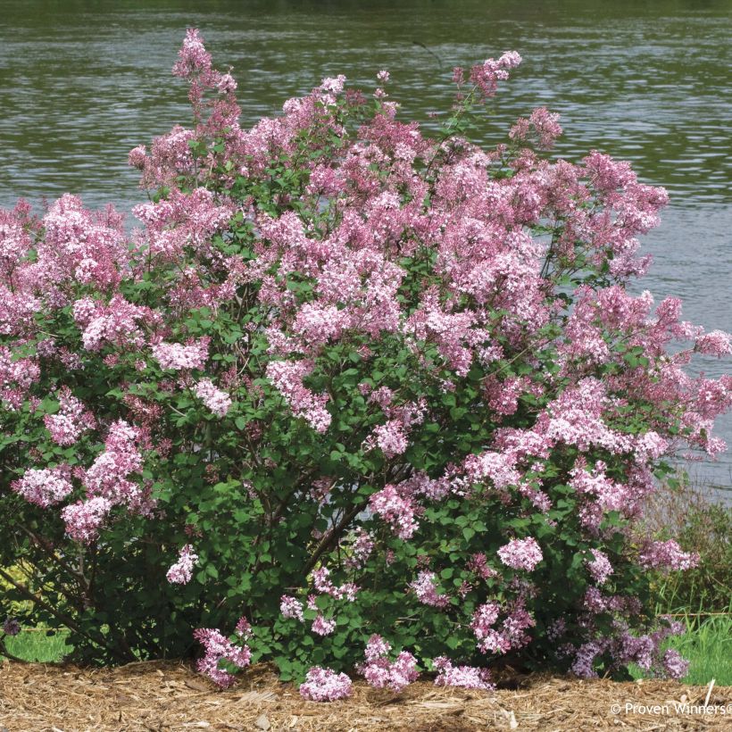 Syringa Pink Perfume - Zwerg-Duftflieder (Hafen)