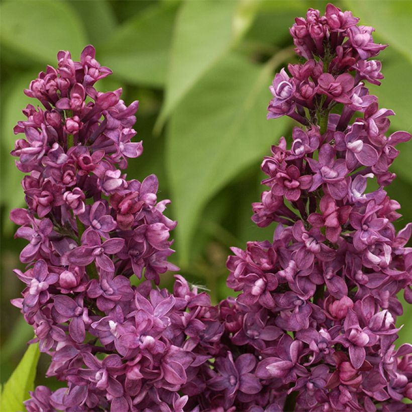 Edelflieder Charles Joly - Syringa vulgaris (Blüte)