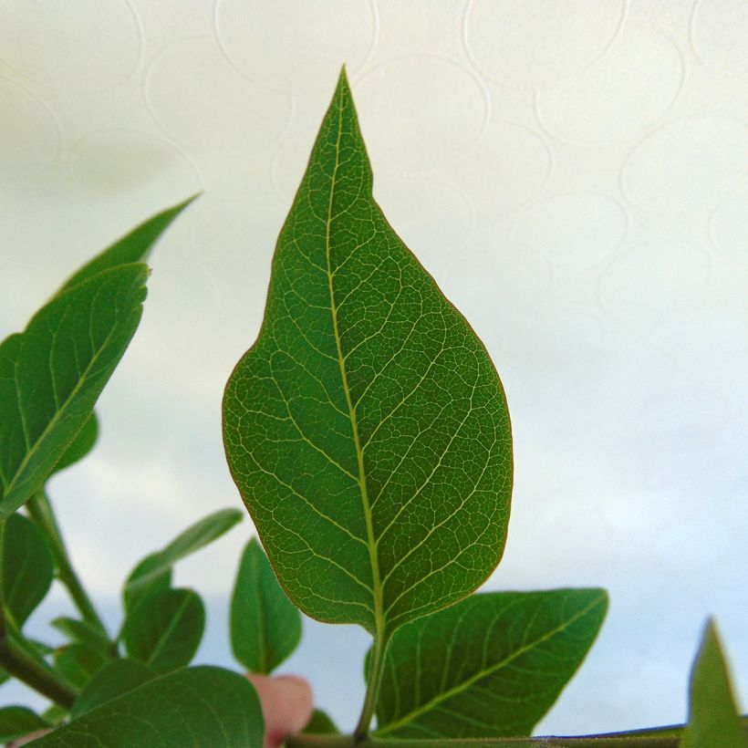 Edelflieder Charles Joly - Syringa vulgaris (Laub)