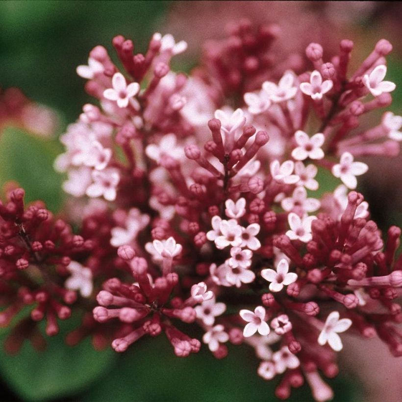 Syringa Tinkerbelle - Zwerg-Duftflieder (Blüte)