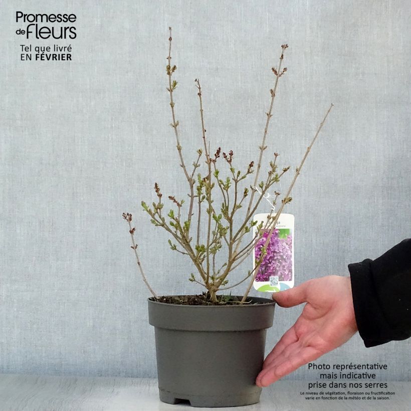 Exemplar von Lilas - Syringa chinensis Saugeana Pot de 2L/3L wie im Winter geliefert