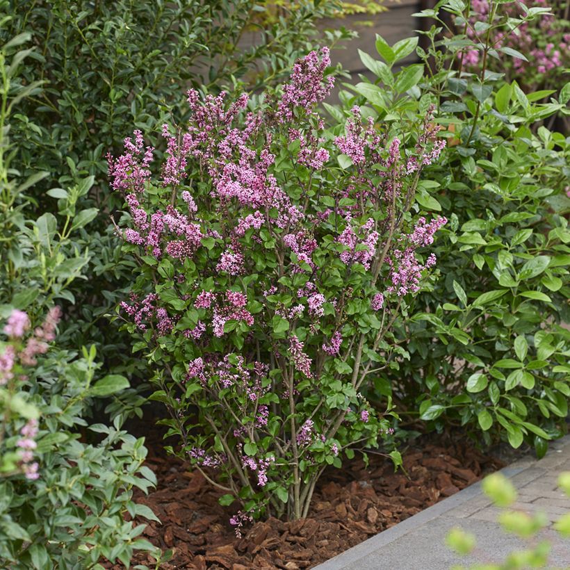 Zwerg-Duftflieder Little Rosie - Syringa meyeri (Hafen)