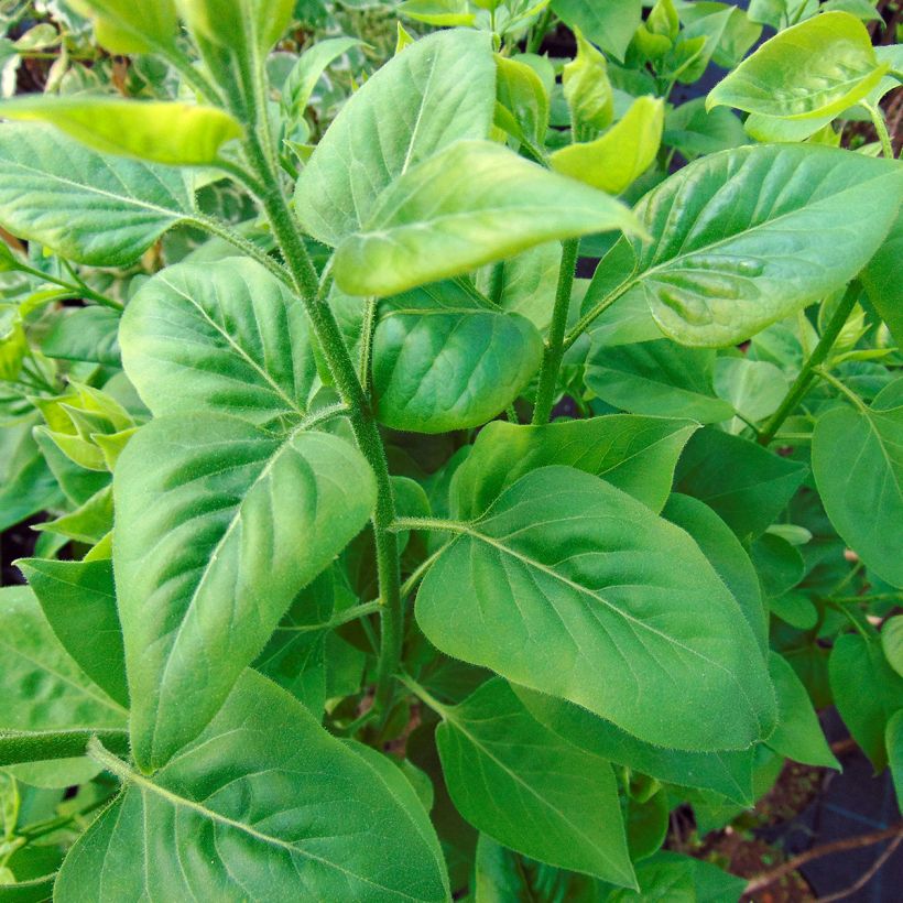 Edelflieder Capitaine Baltet - Syringa vulgaris (Laub)