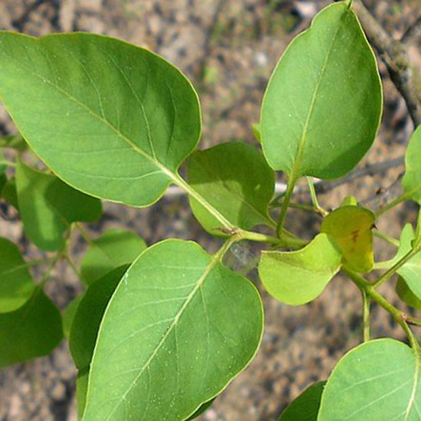 Edelflieder Konchalovskii - Syringa vulgaris (Laub)